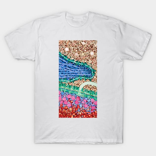 Macrophage engulfing bacterium, artwork (P276/0203) T-Shirt by SciencePhoto